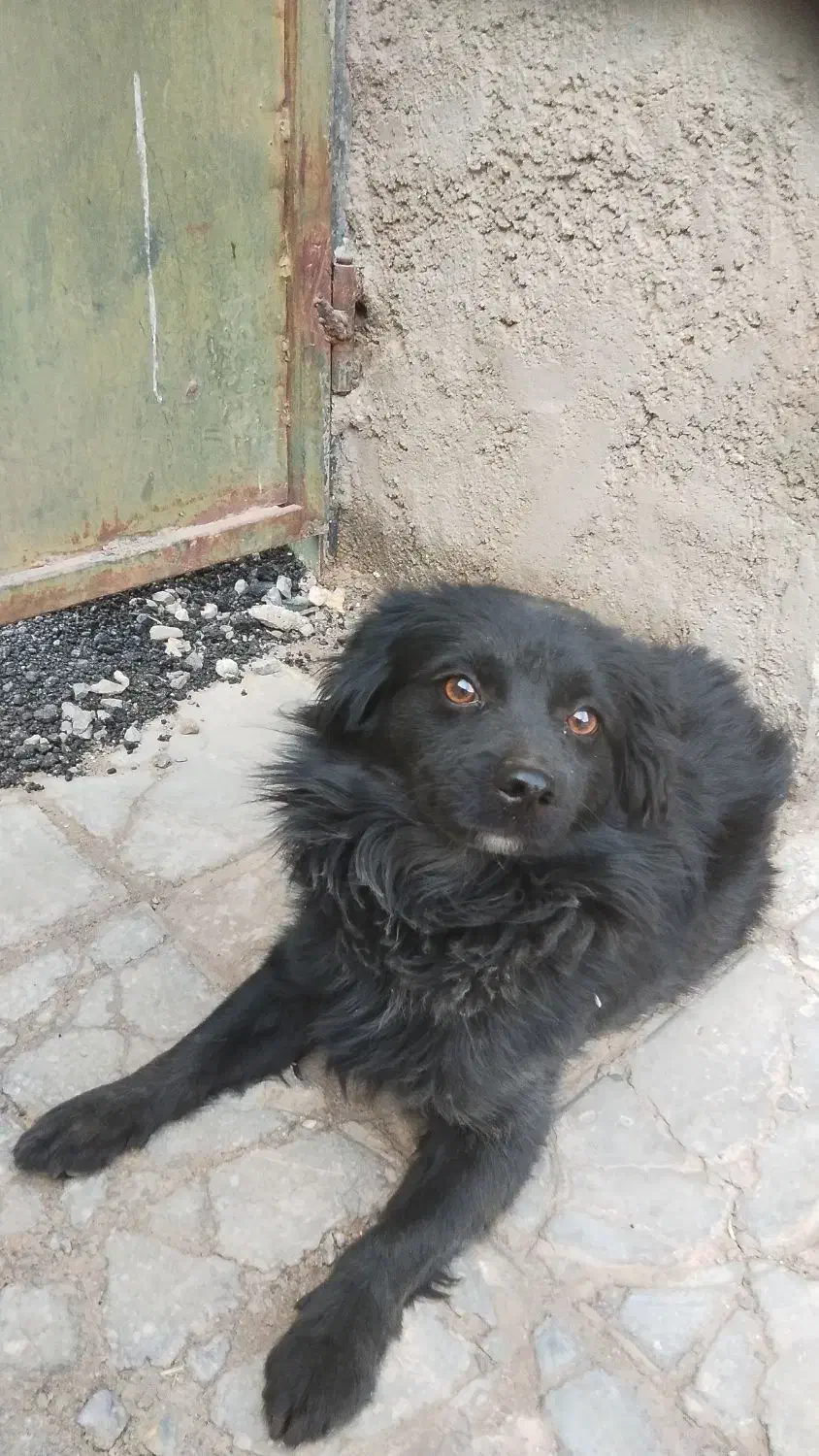 فروش سگ شیتزو|سگ|بم, |دیوار