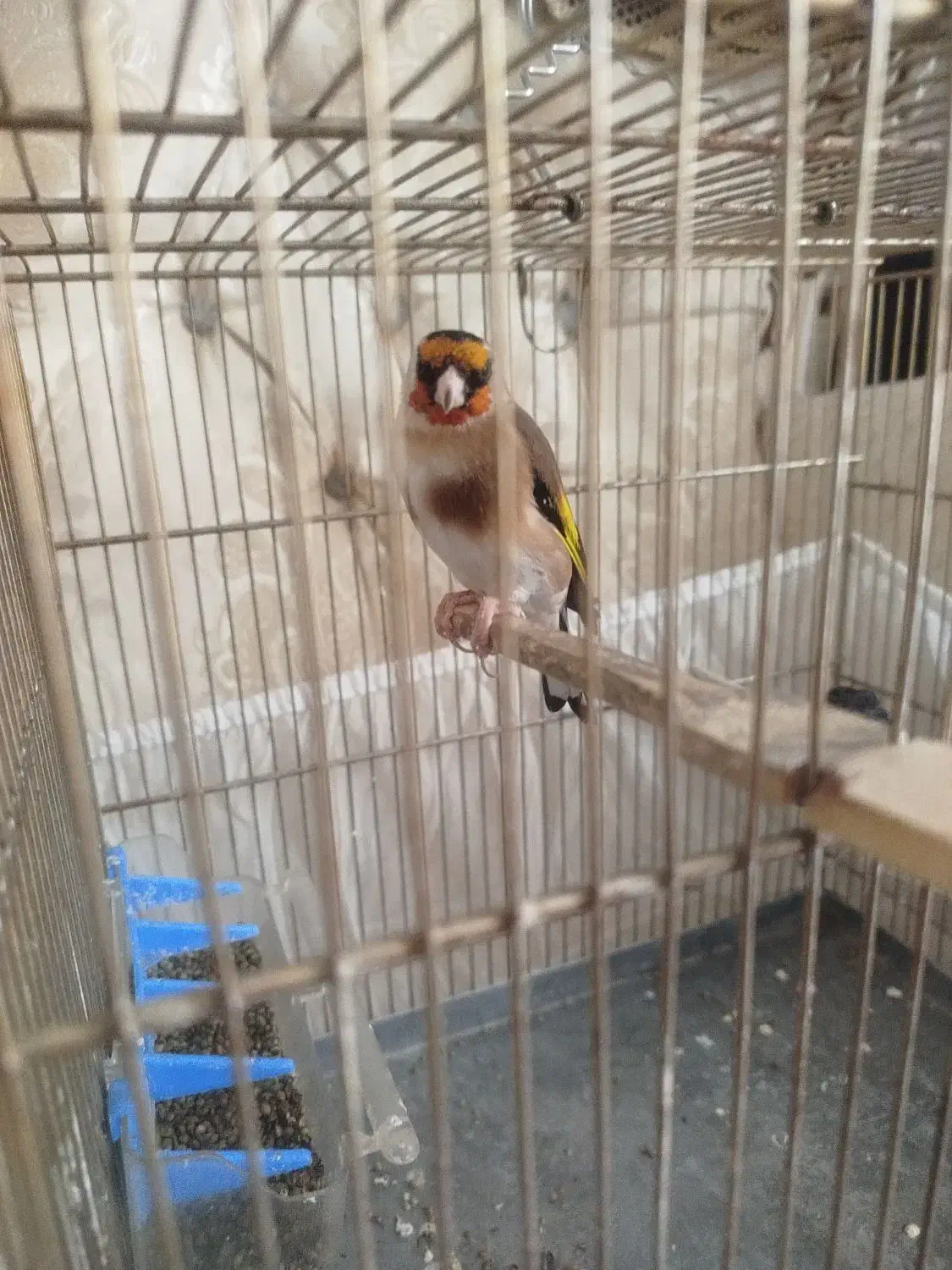 سهره|پرنده|محمدشهر, شهرک پیام (مهرالبرز)|دیوار