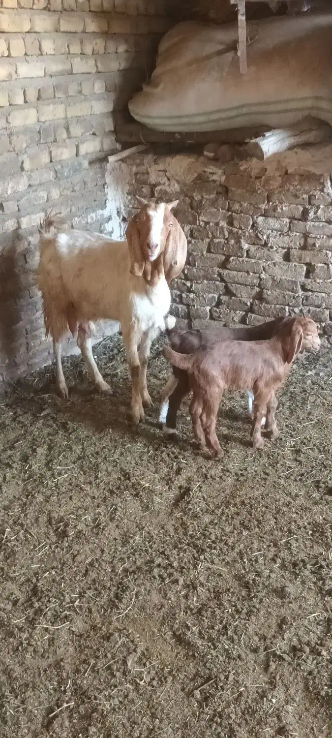 بز بزغاله میش|حیوانات مزرعه|تربتحیدریه, پائین ولایت|دیوار