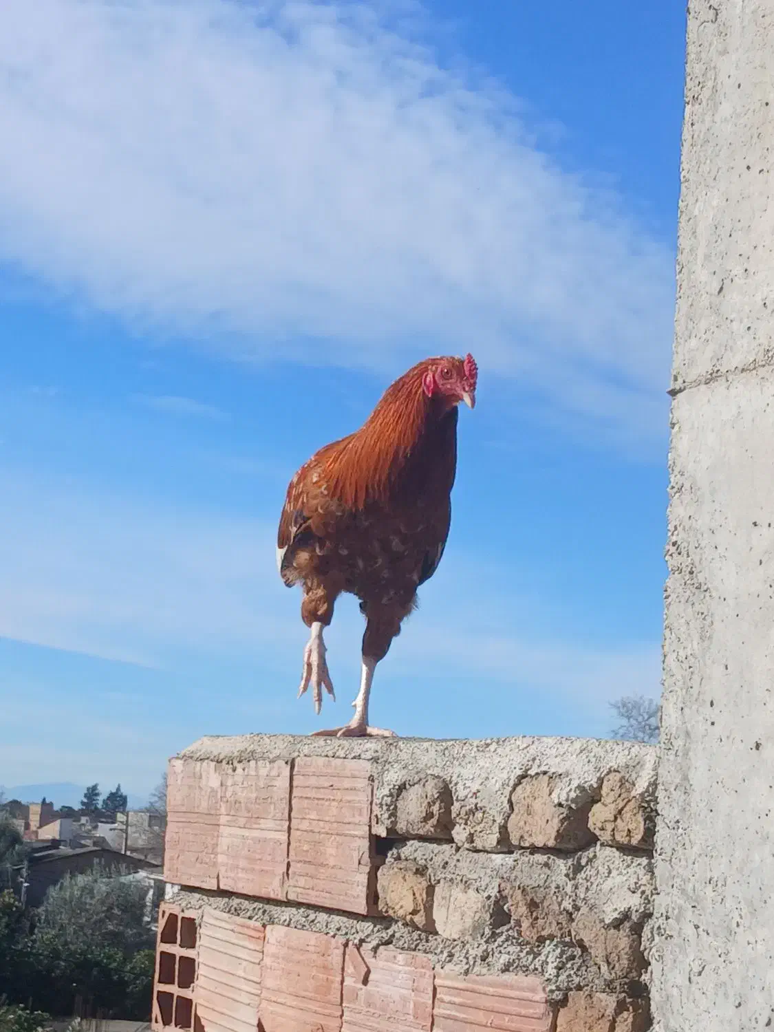 مرغ و خروس|حیوانات مزرعه|مینودشت, |دیوار