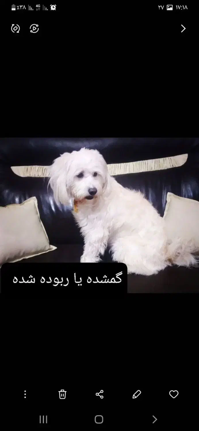 سگ گمشده یا ربوده شده|حیوانات|تربتحیدریه, بهزیستی|دیوار