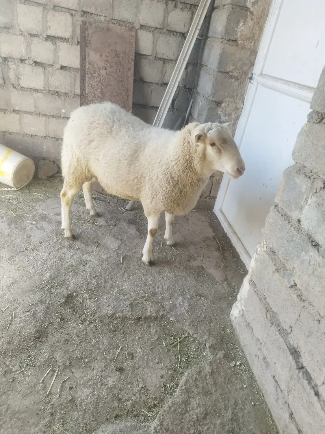 فروش گوسفند رومن فرانسوی|حیوانات مزرعه|دهگلان, |دیوار