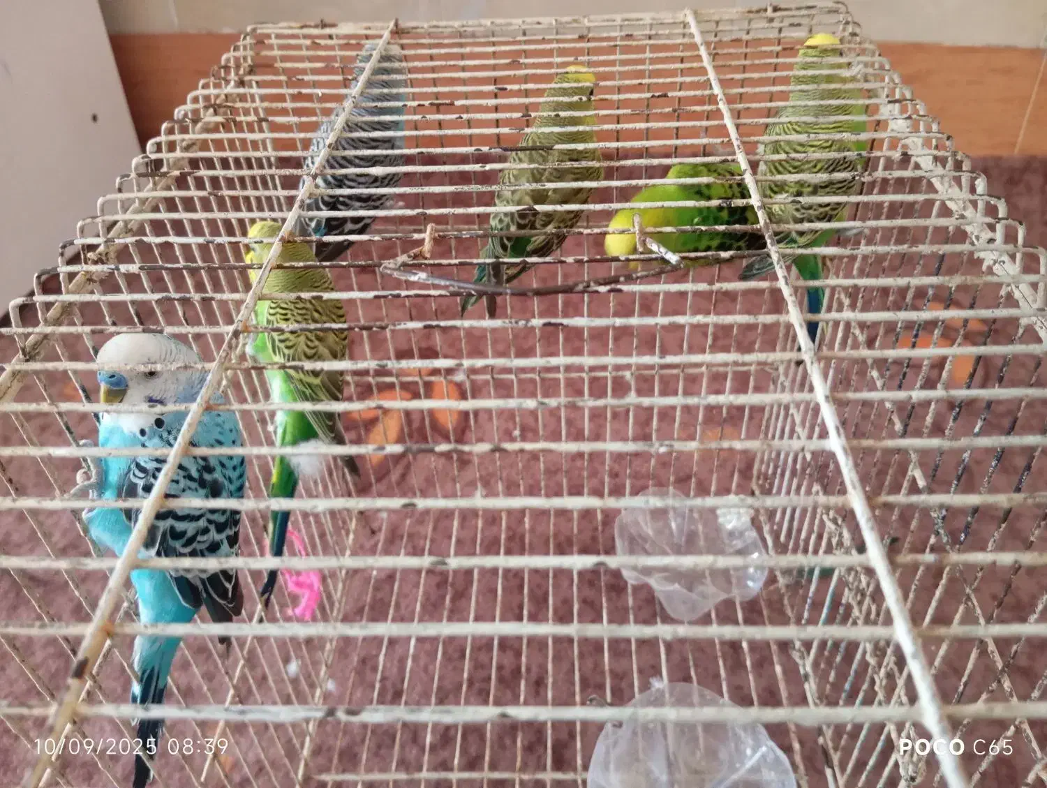 پرنده|پرنده|ملکان, |دیوار