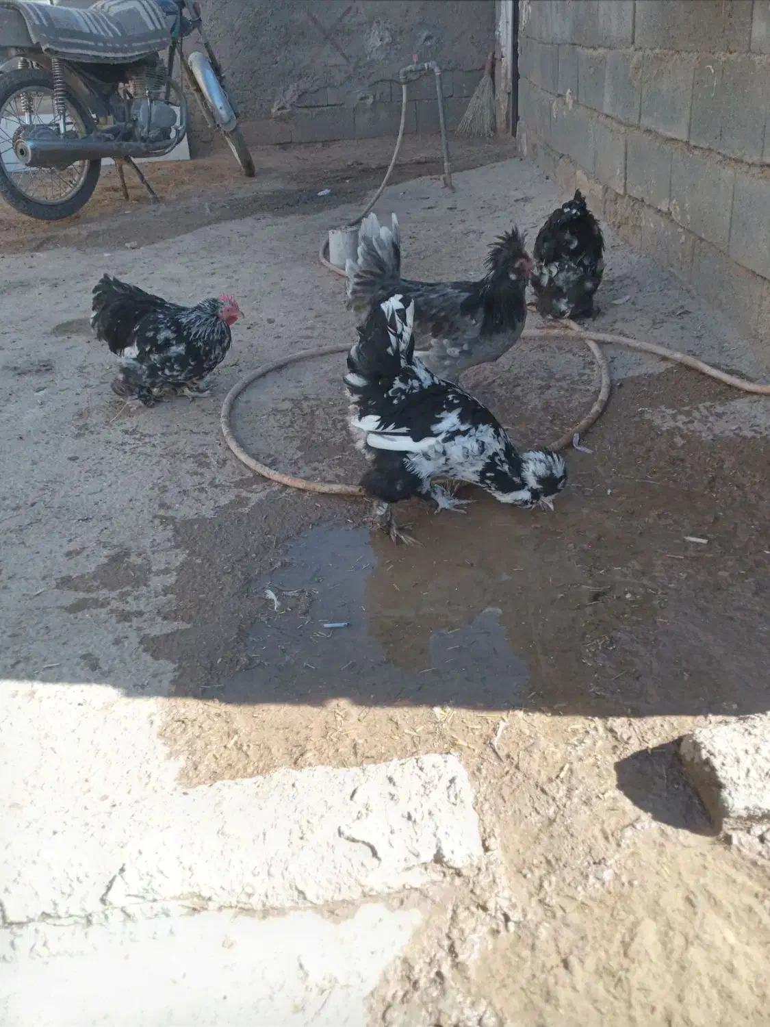 حیوانات|پرنده|سجاس رود, |دیوار