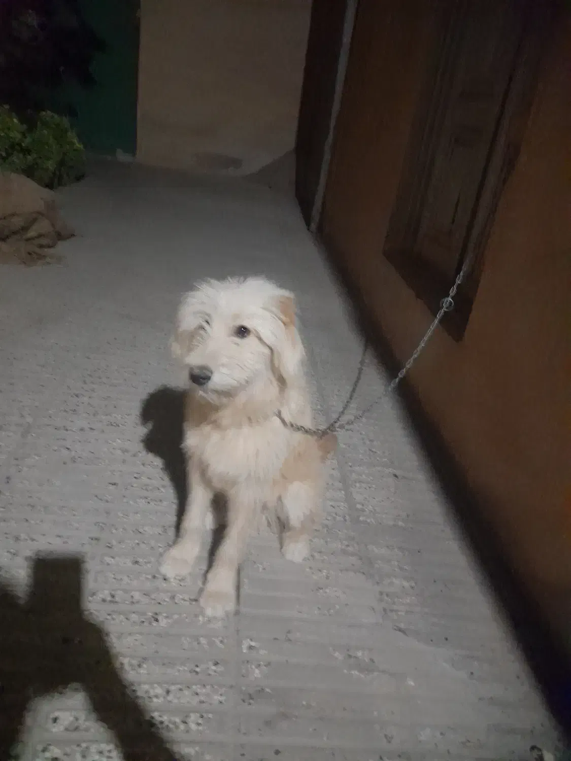 مژدگانی‌ دیدی ادرس کارت به کارت یا نقد|حیوانات|شاهرود, |دیوار