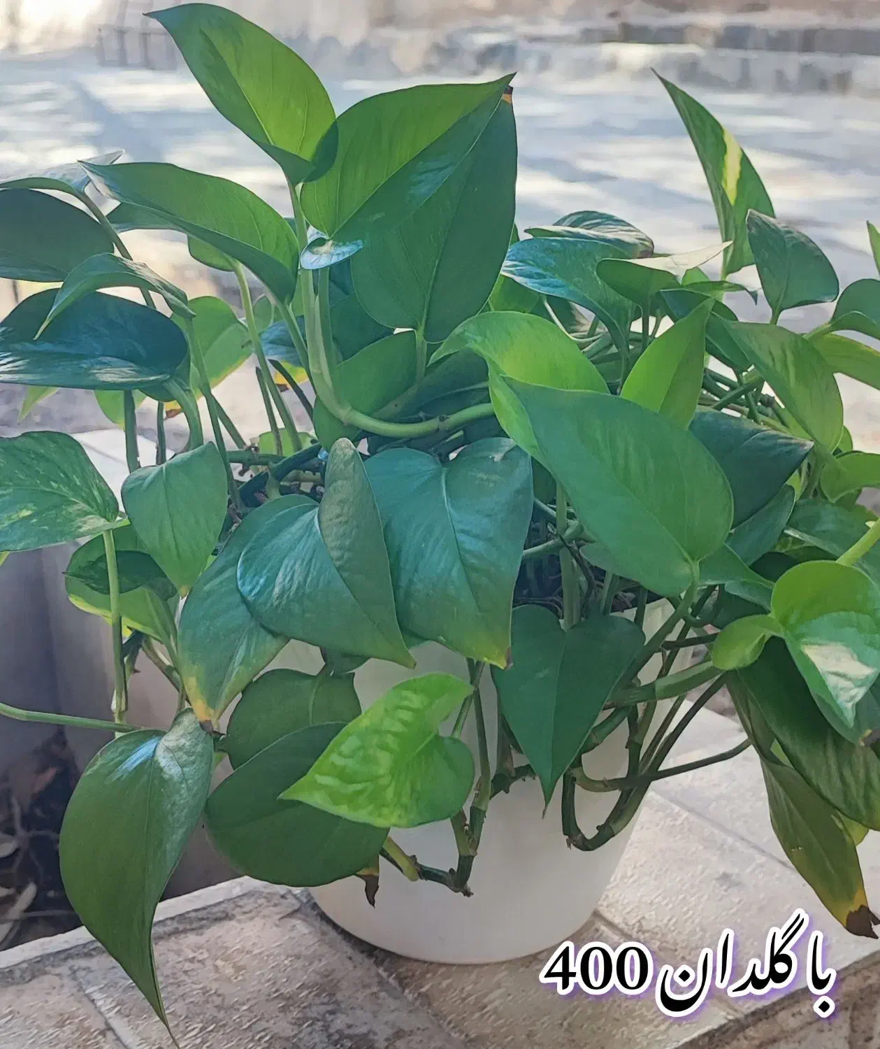 انواع گل|گل و گیاه طبیعی|بیرجند, |دیوار