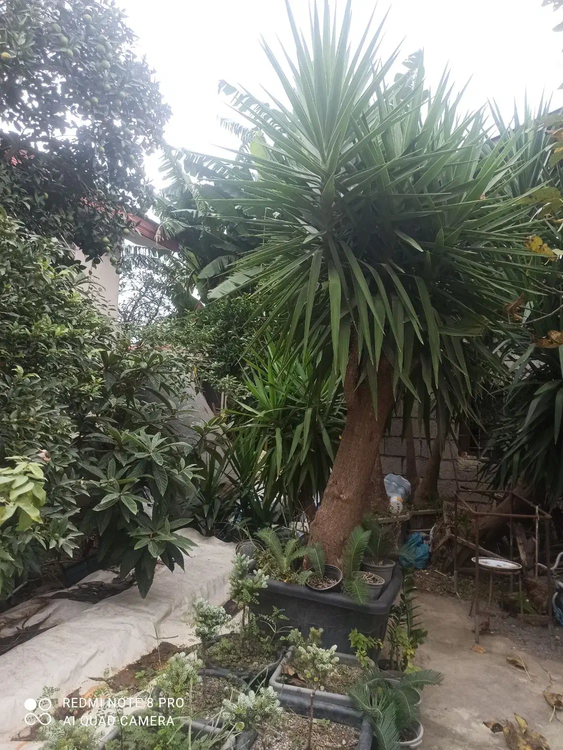 یوکا بزرگ 5تا  گلدان 60|گل و گیاه طبیعی|شیرود, |دیوار