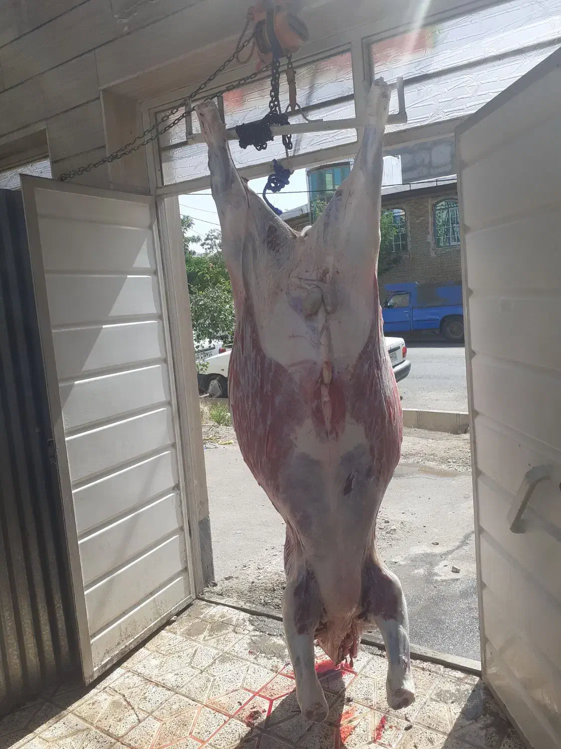 ذبح سلاخ سلاخی گاو گوسفند گوساله قصاب قصابی|خدمات پذیرایی، مراسم|زنجان, |دیوار