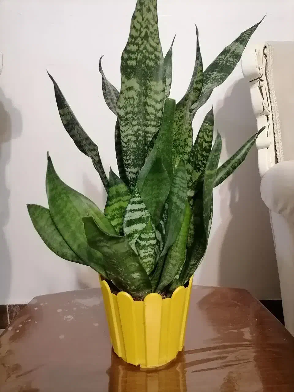 گل سانسوریا|گل و گیاه طبیعی|اسلام‌شهر, شهرک واوان|دیوار