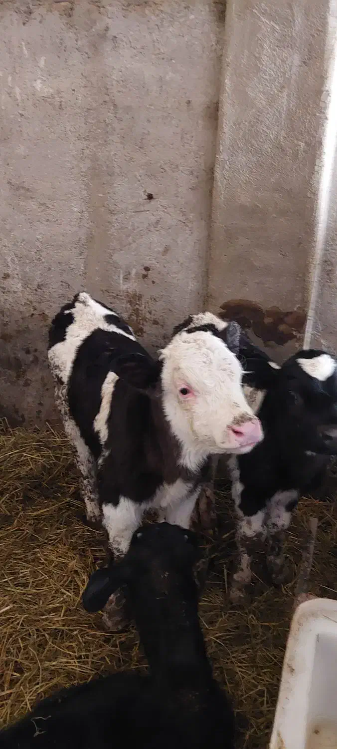 گاو|حیوانات مزرعه|نیشابور, دربقاضی|دیوار