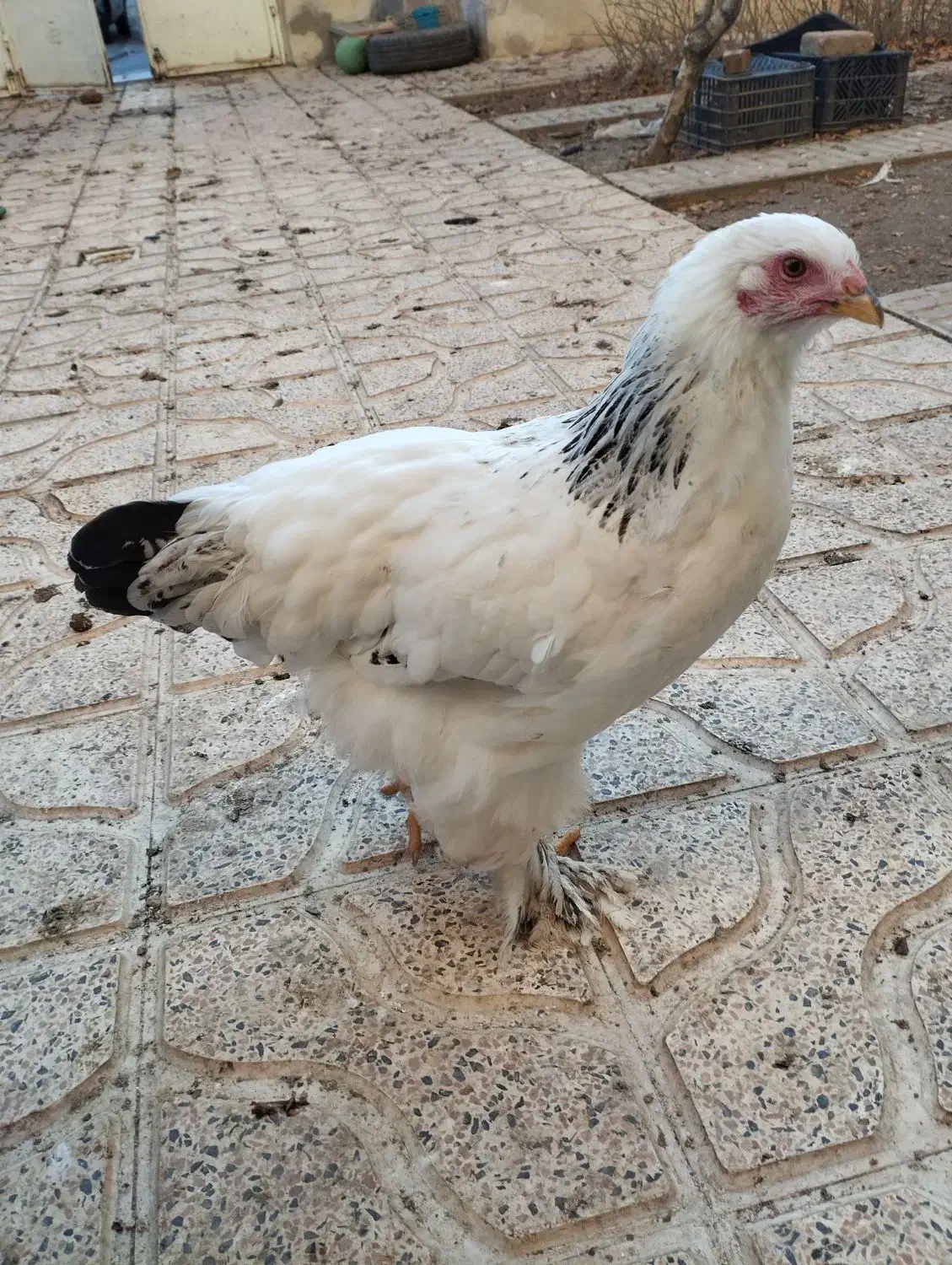 برهما|حیوانات مزرعه|نقده, |دیوار