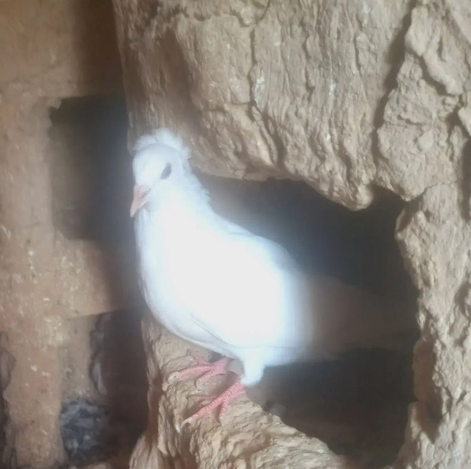 کبوتر|پرنده|چناران, |دیوار