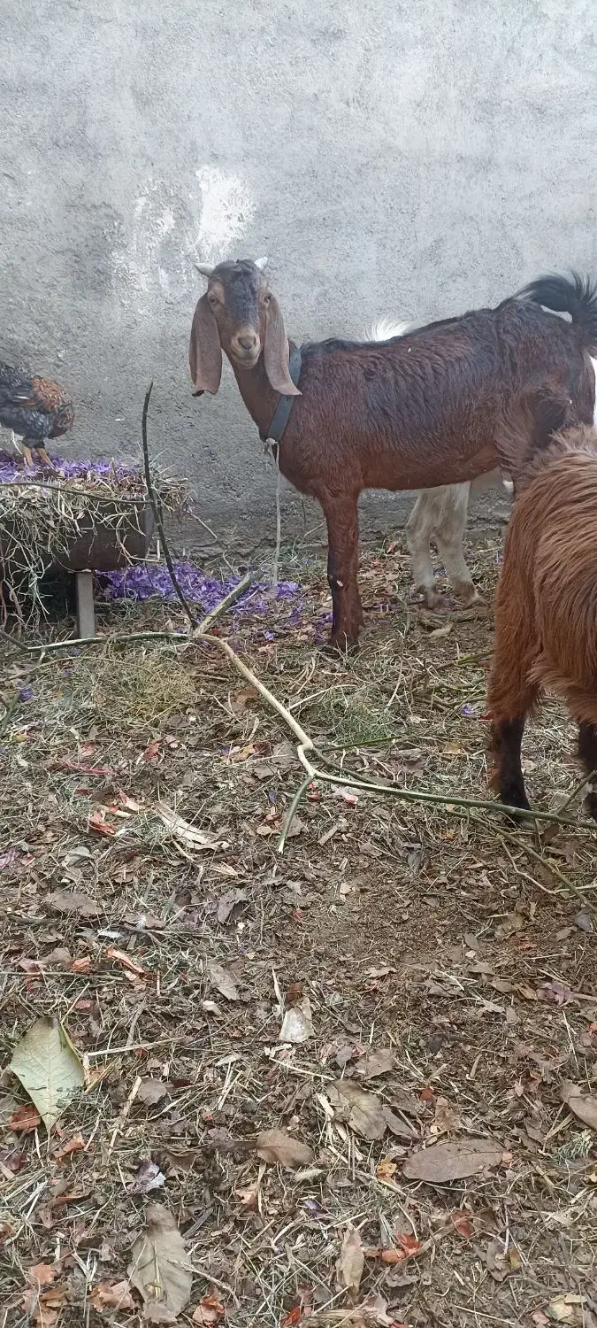 یک بز ماده پاکستانی اصل سالم سالم سالم|حیوانات مزرعه|مشهد, امیرآباد|دیوار