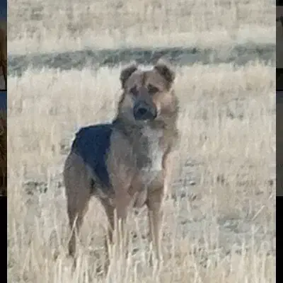 سگه محلی|سگ|اسدآباد, |دیوار