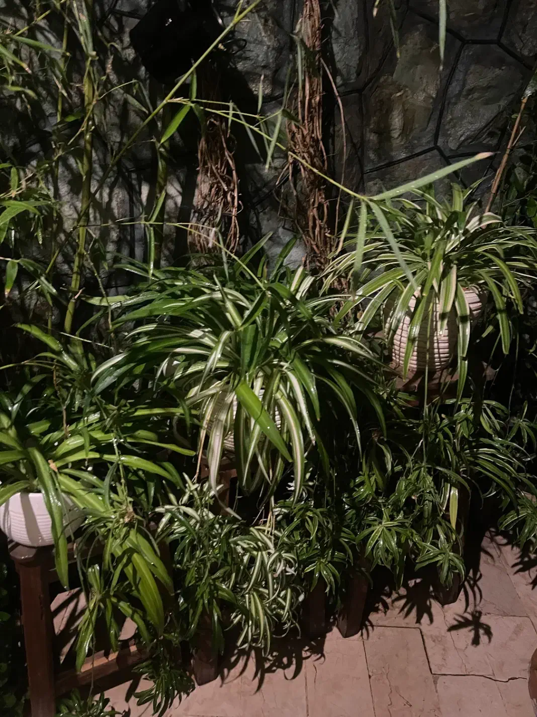 گلدان های گندمی|گل و گیاه طبیعی|تهران, دربند|دیوار