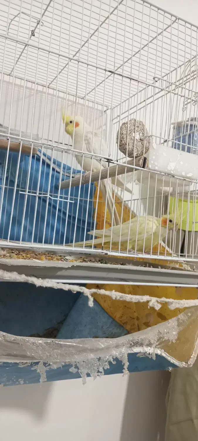 عروس هلندی|پرنده|چناران, |دیوار