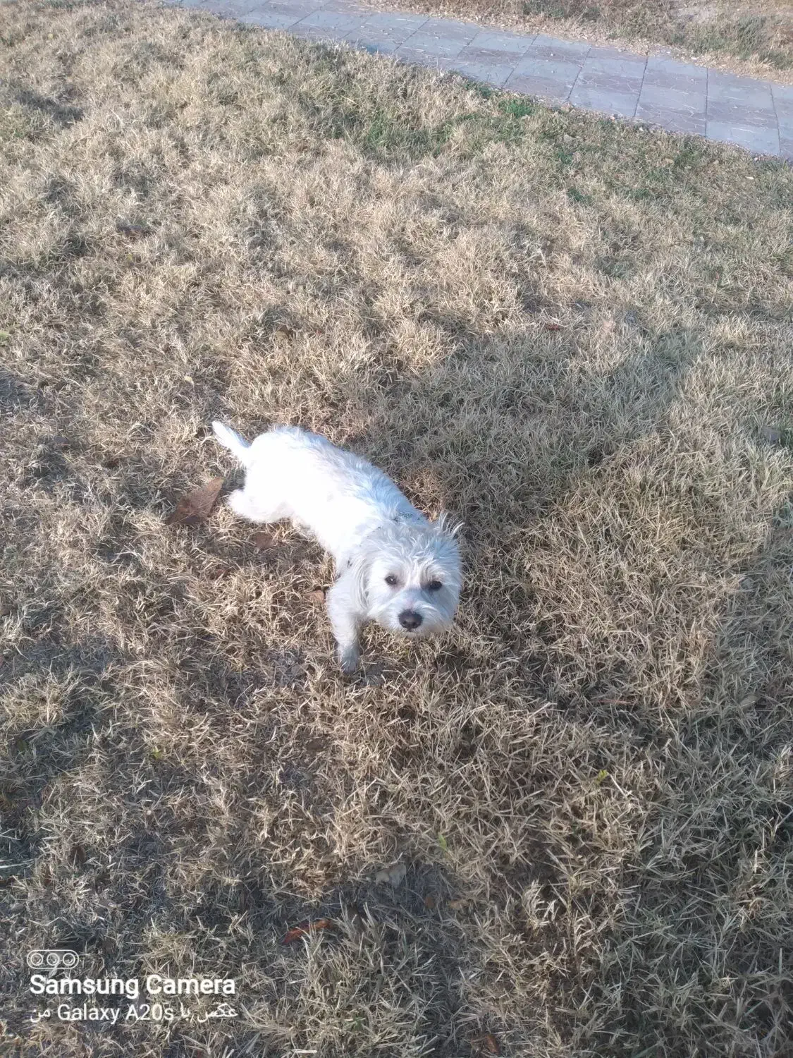 گمشده|حیوانات|تهران, تهرانسر غربی|دیوار