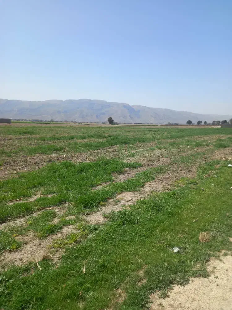 زمین بیدزرد|فروش زمین و ملک کلنگی|شیراز, اصلاحنژاد|دیوار