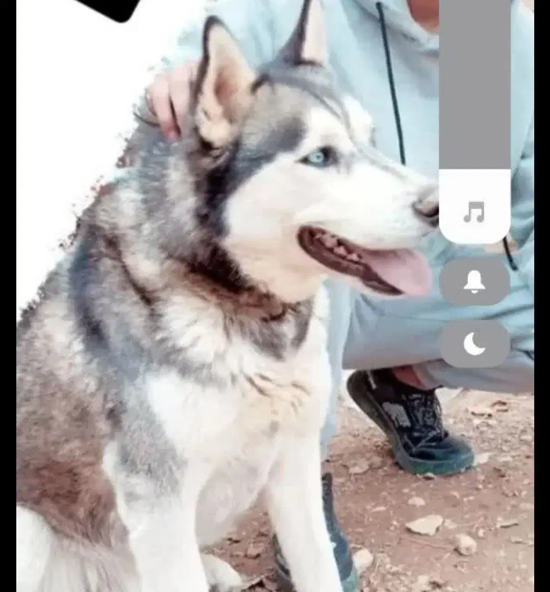 واگذاری سگ هاسکی باتربیت|سگ|یاسوج, |دیوار