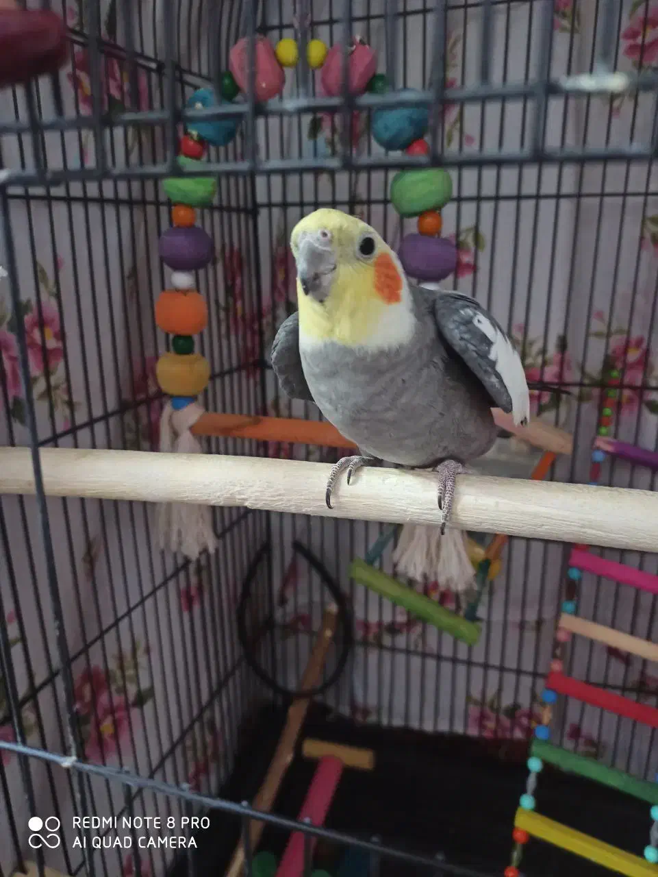 عروس هلندی|پرنده|صحنه, |دیوار