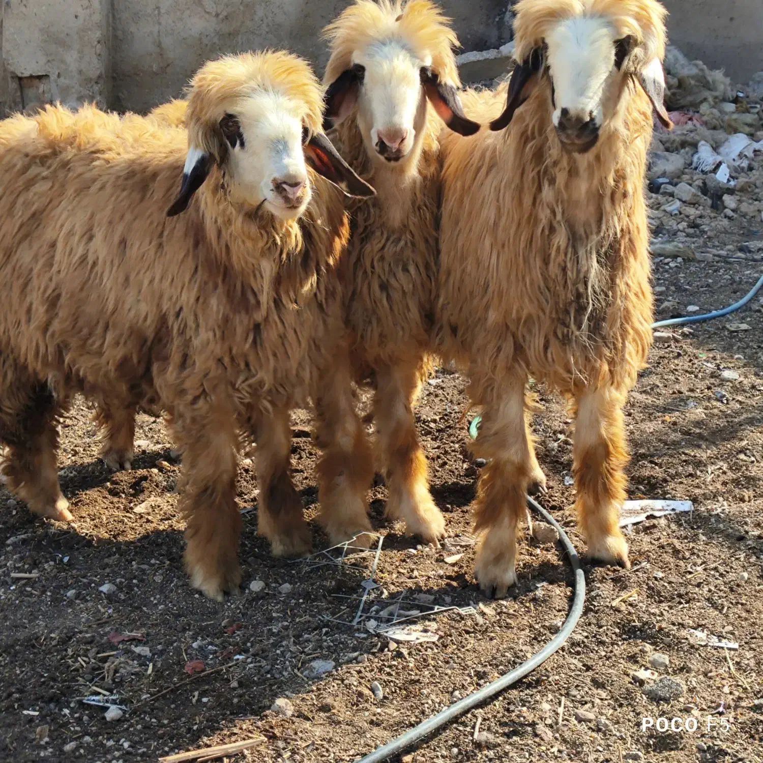 بره شیشک ابسن بی مثل|حیوانات مزرعه|شیراز, شاپورجان|دیوار