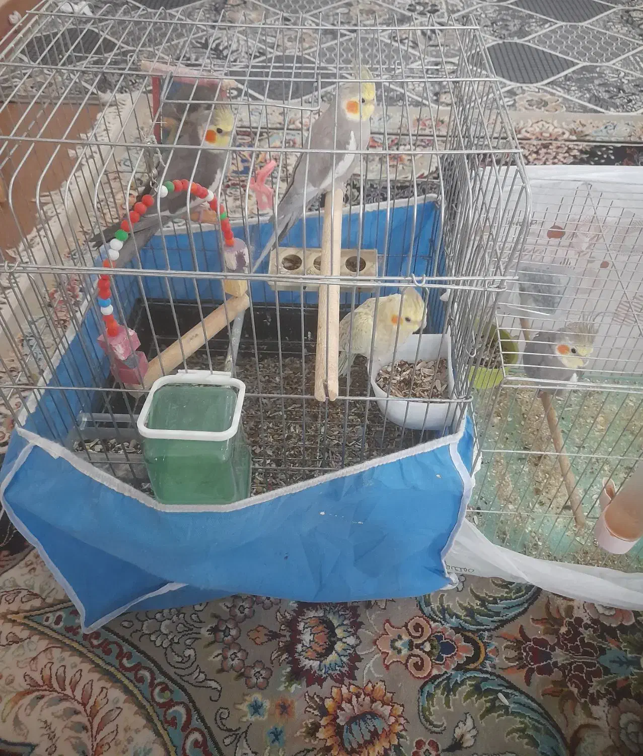 عروس هلندی نر حرف زن|پرنده|سامان, |دیوار