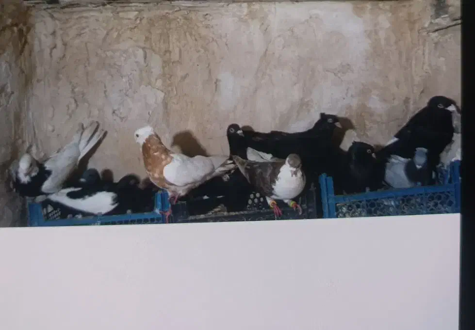 کبوتر|پرنده|امیدیه, |دیوار