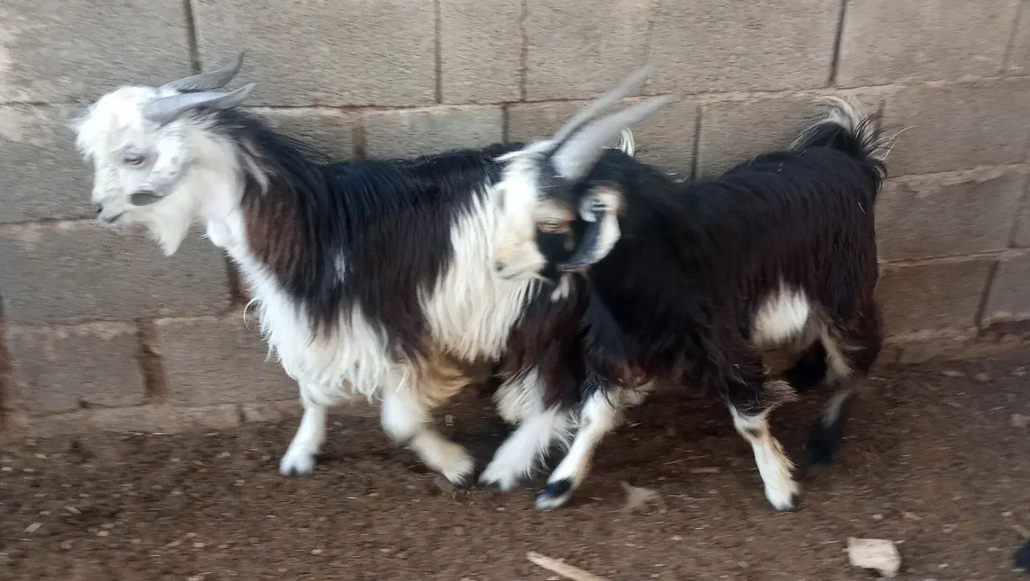 دو راس بره نردرجه یک چاق تخت|حیوانات مزرعه|داراب, |دیوار