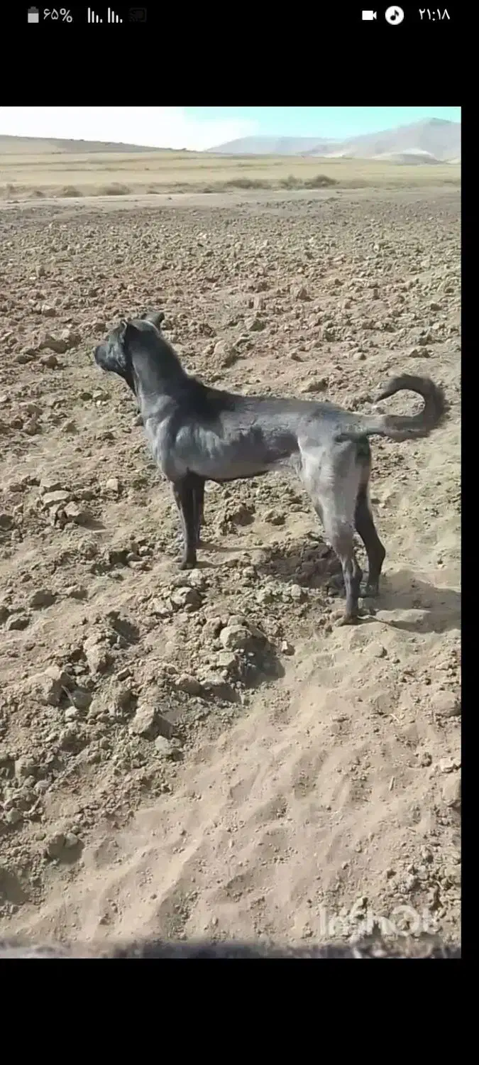 سگ ماده ۲ ساله|سگ|شادیان, |دیوار