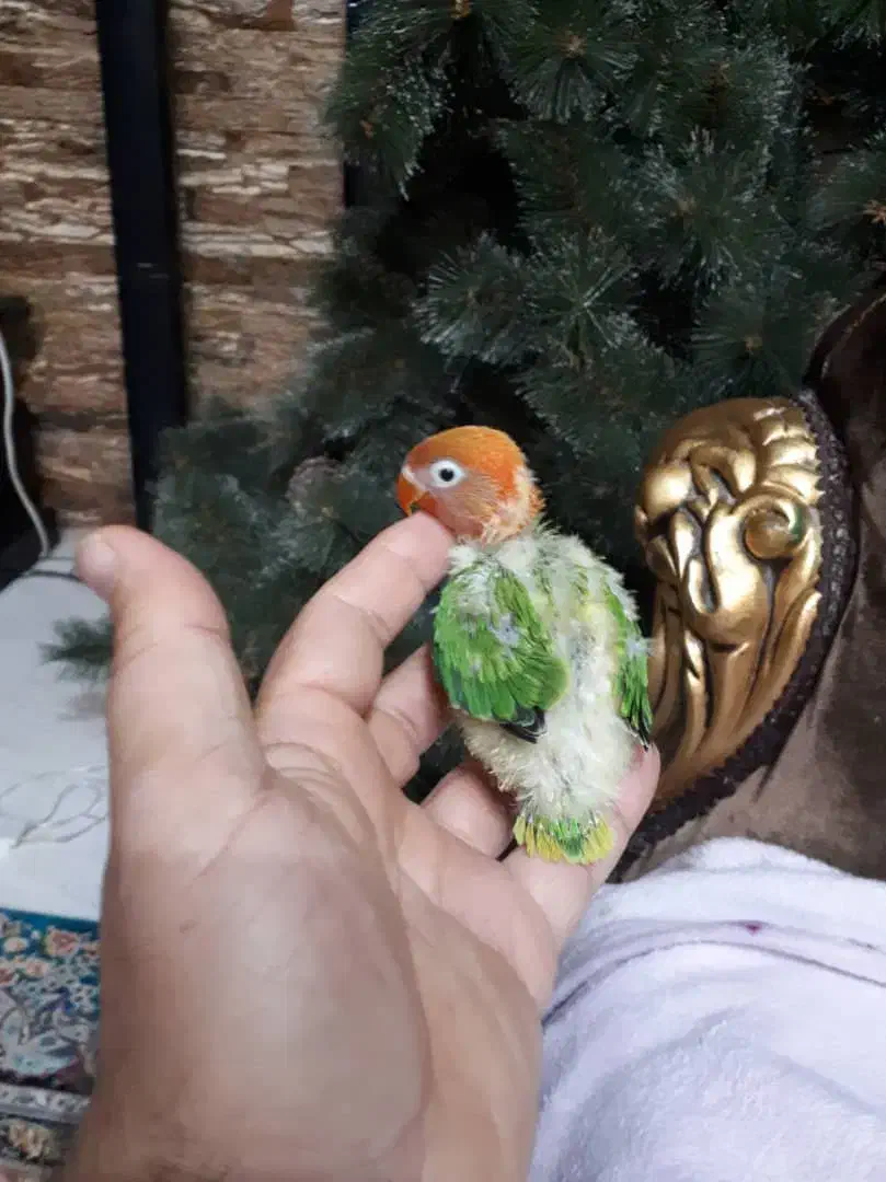 جوجه طوطی برزیلی رنگهای زیبا|پرنده|اهواز, گلستان|دیوار