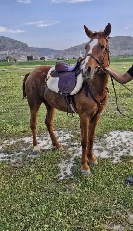 اسب ماده بهمراه زین اسب|حیوانات مزرعه|میمند, |دیوار