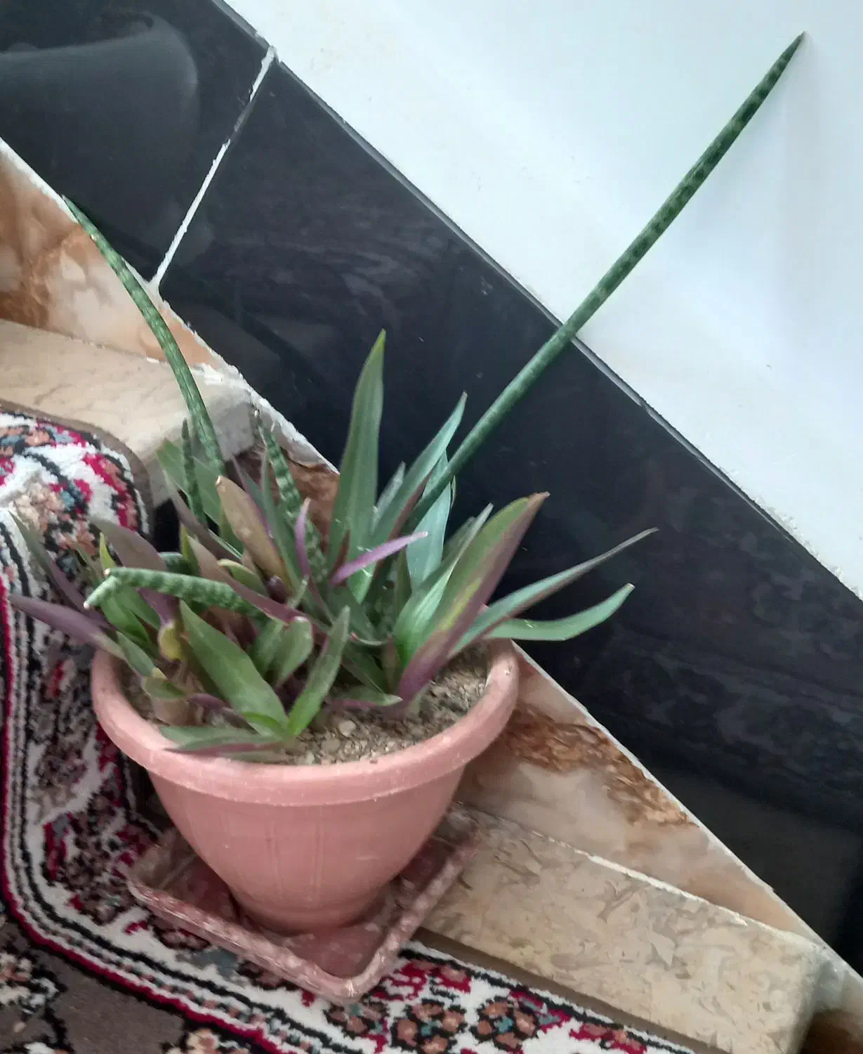 استکان اصل، گل طبیعی|حراج|بوکان, |دیوار