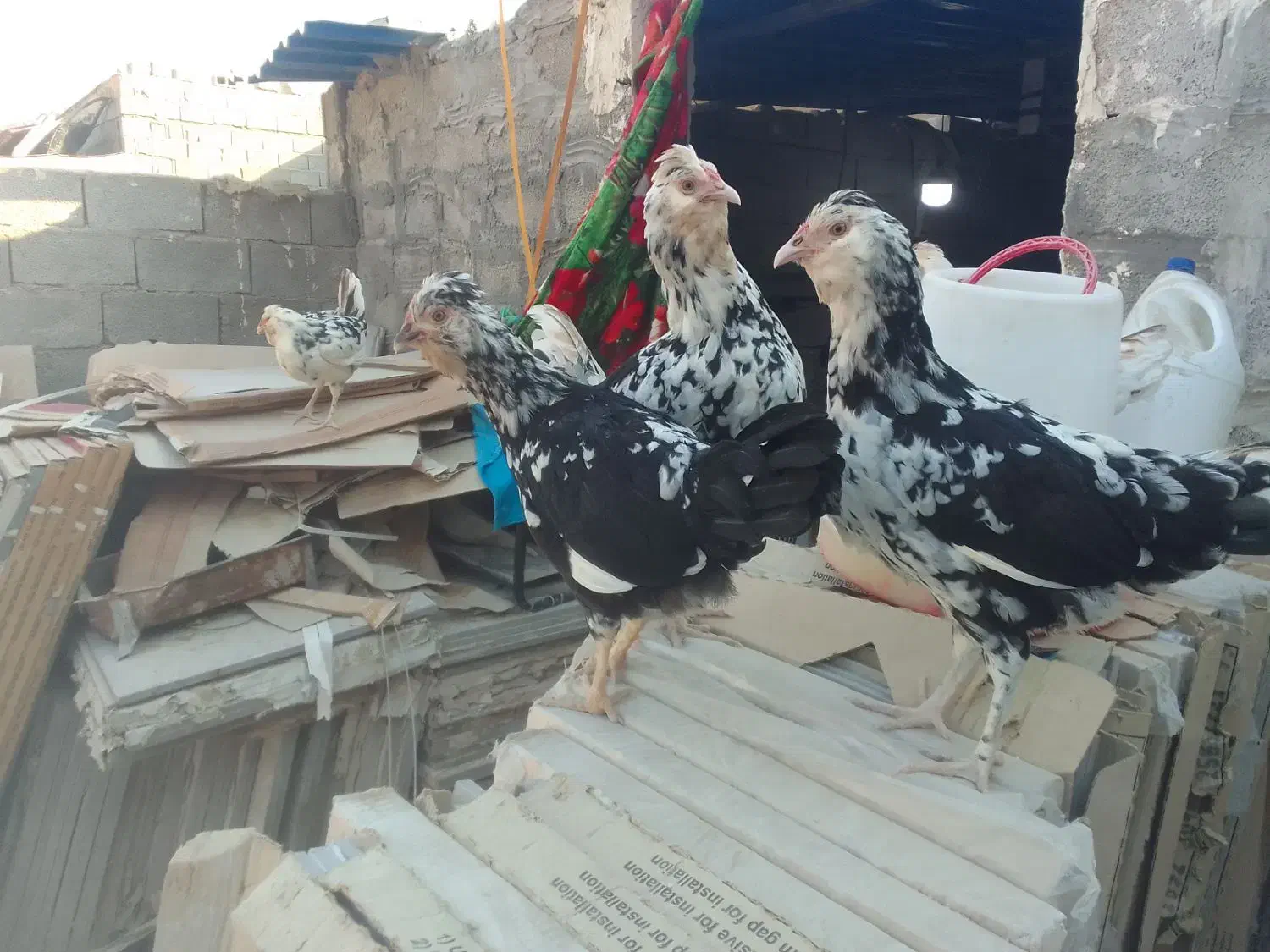 مرغ گلین ومعمولی (فقط تخم مرغ دارم )|حیوانات مزرعه|چغادک, |دیوار