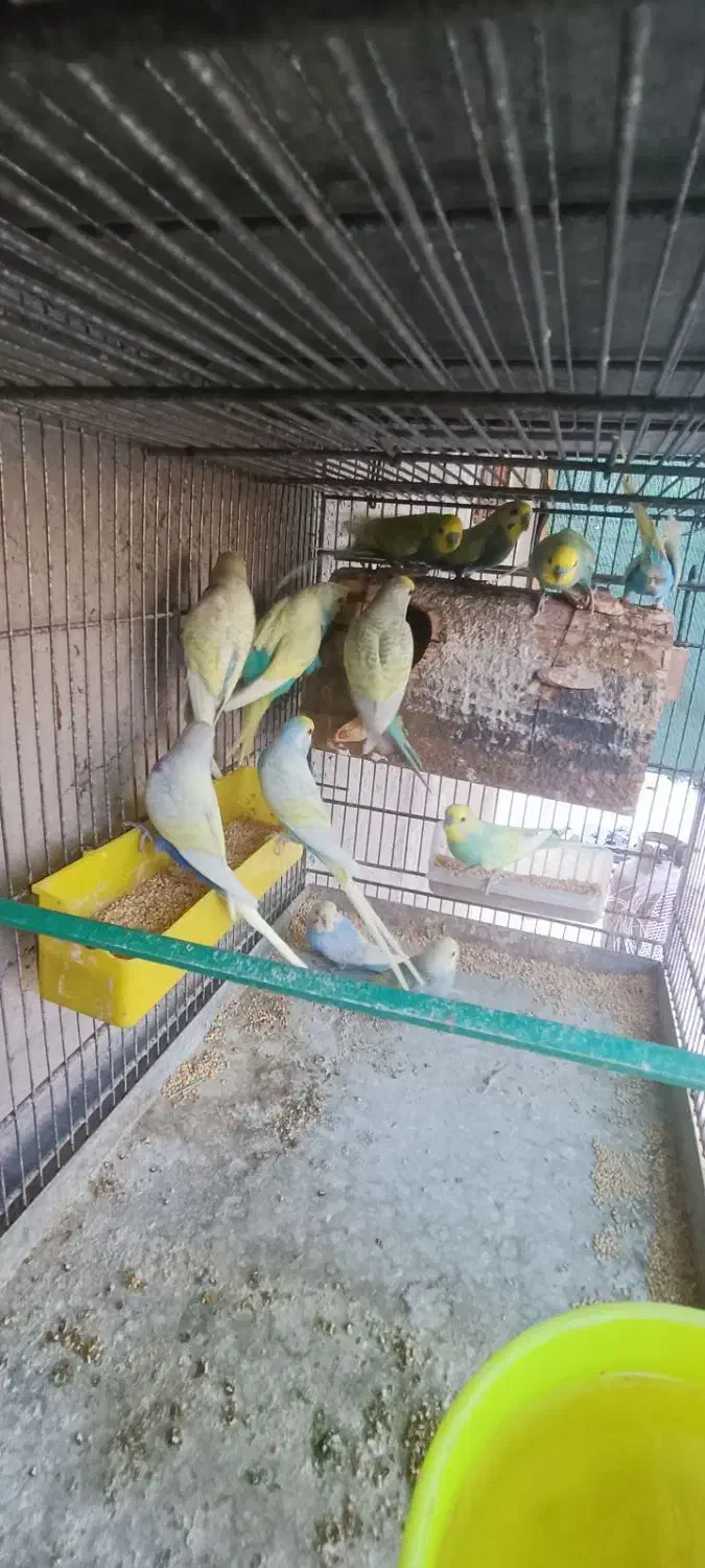 تعدادی مرغ عشق اسپانگل نر|پرنده|چابهار, |دیوار