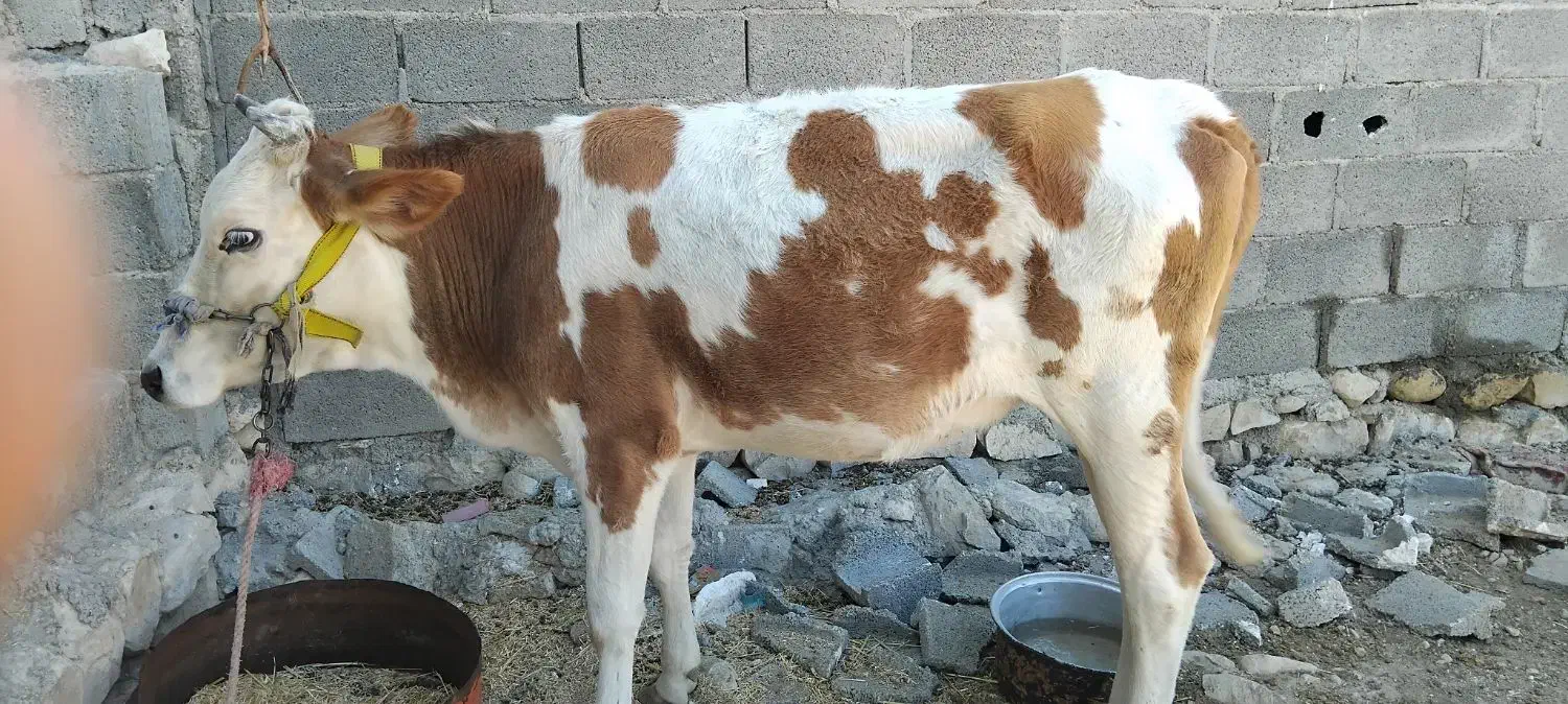 فروش گوساله ماده|حیوانات مزرعه|اسیر, |دیوار