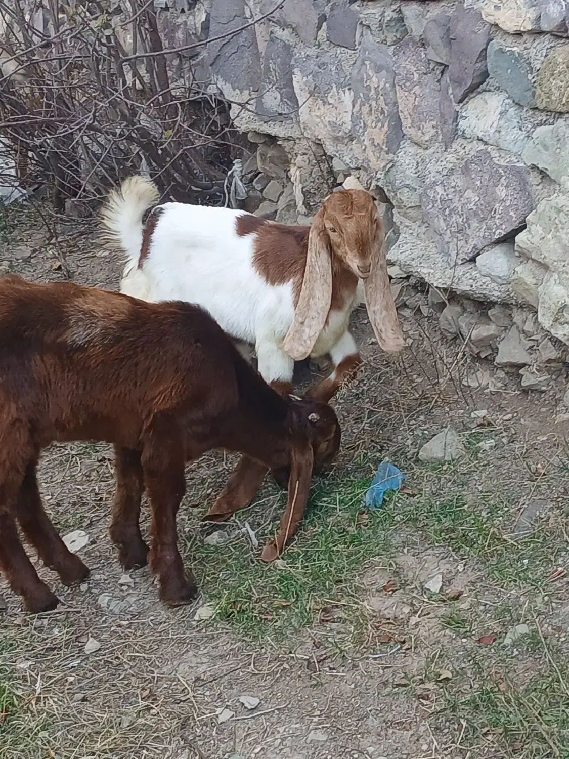 بزغاله نر و ماده عراقی|حیوانات مزرعه|صوفیان, |دیوار