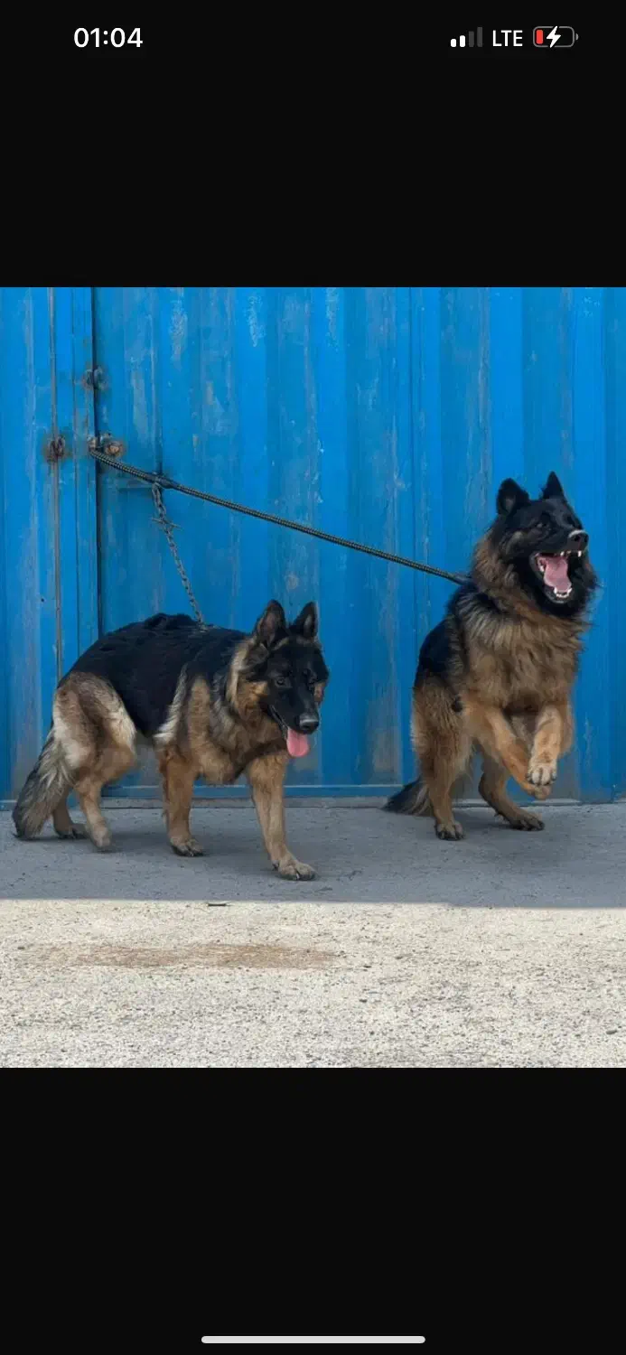 ژرمن شولاین سگ پلیس|سگ|شاهدشهر, |دیوار