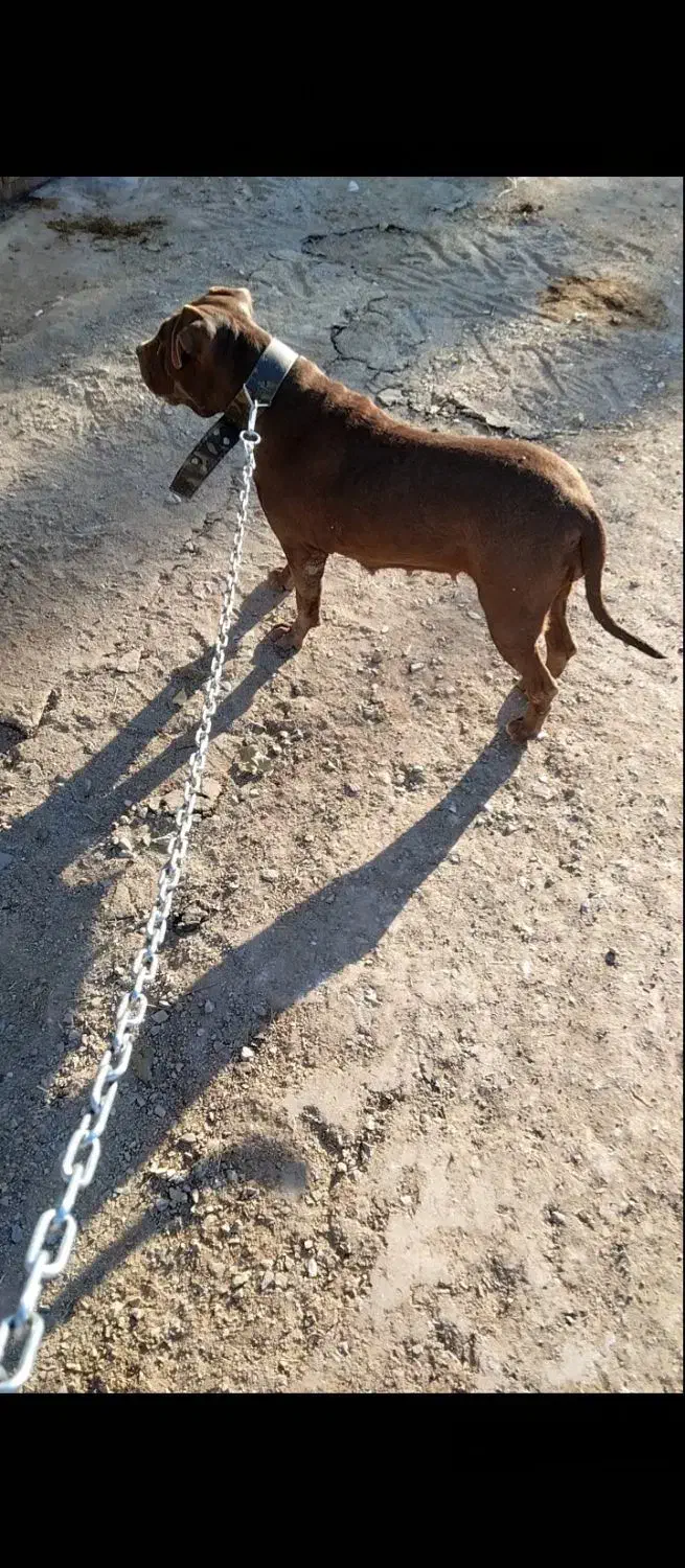 پیتبول ماده معاوضه|پرنده|دورود, |دیوار