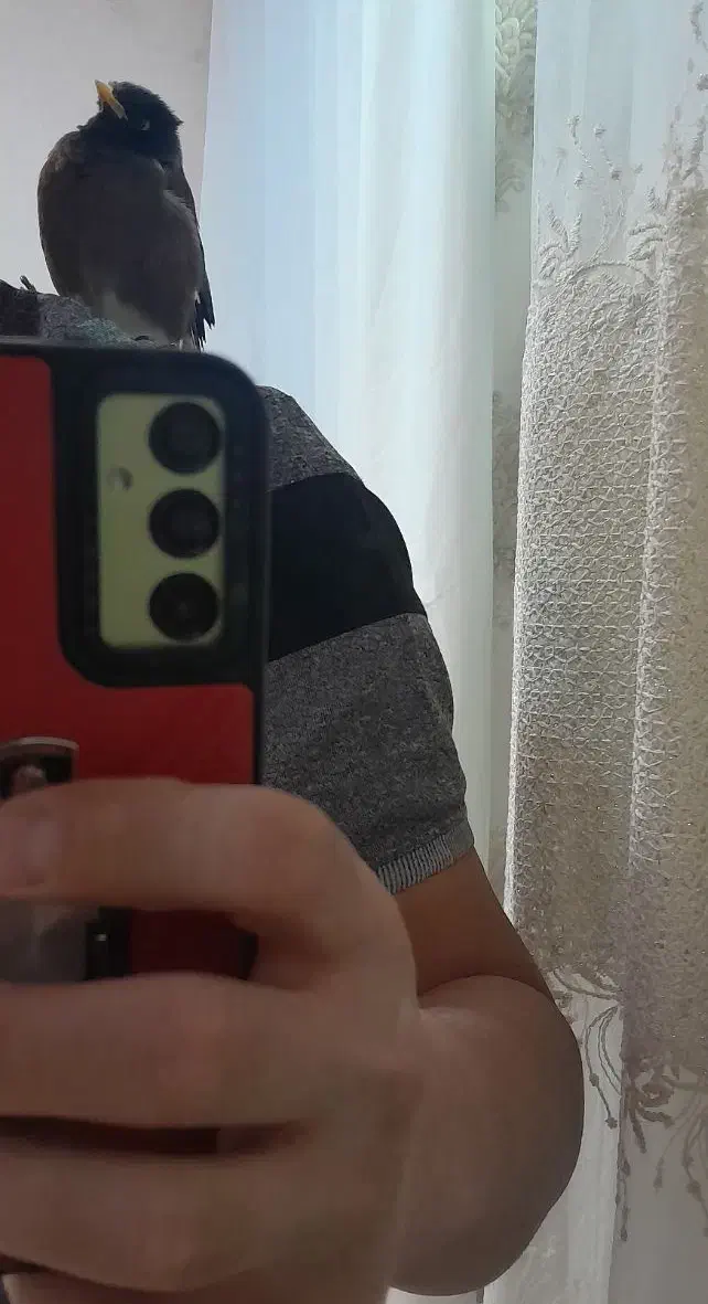 مرغ مینا چشم ستاره ای|پرنده|فسا, |دیوار