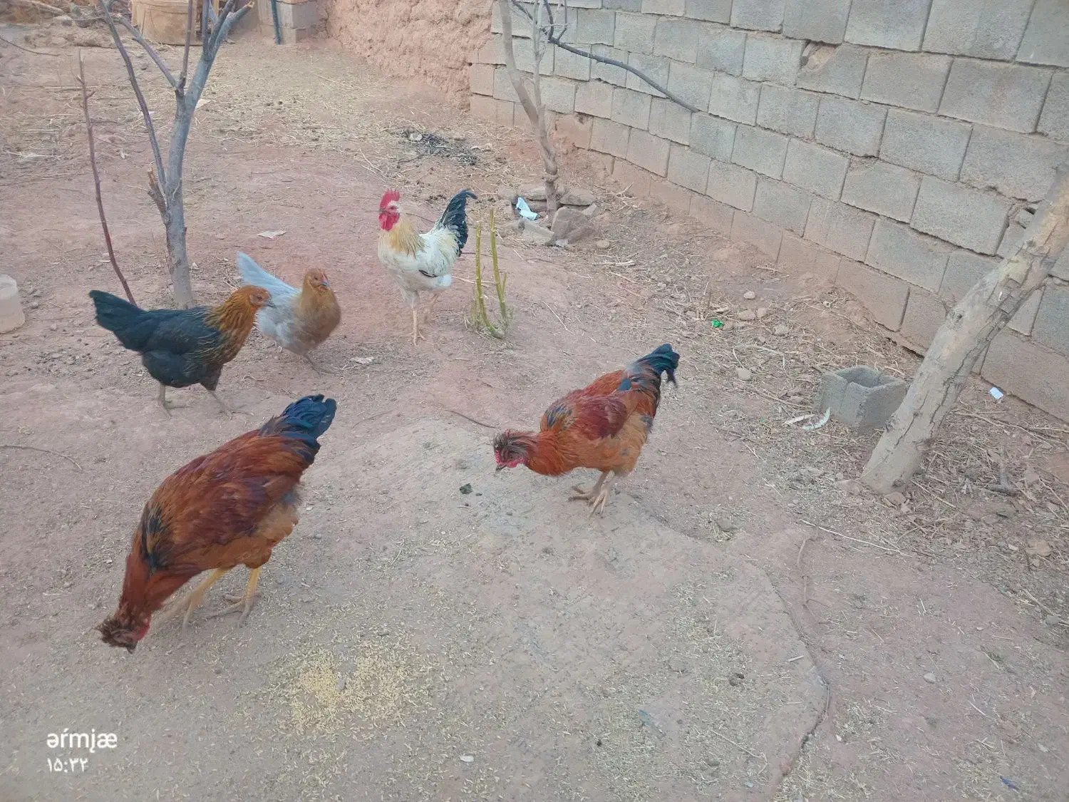 یک مرغ کاکولی و یک خروس کاکولی|حیوانات مزرعه|تربت جام, جامی|دیوار