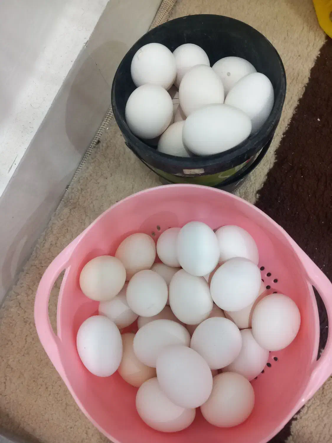 تخم مرغ گلین|حیوانات مزرعه|دزفول, |دیوار