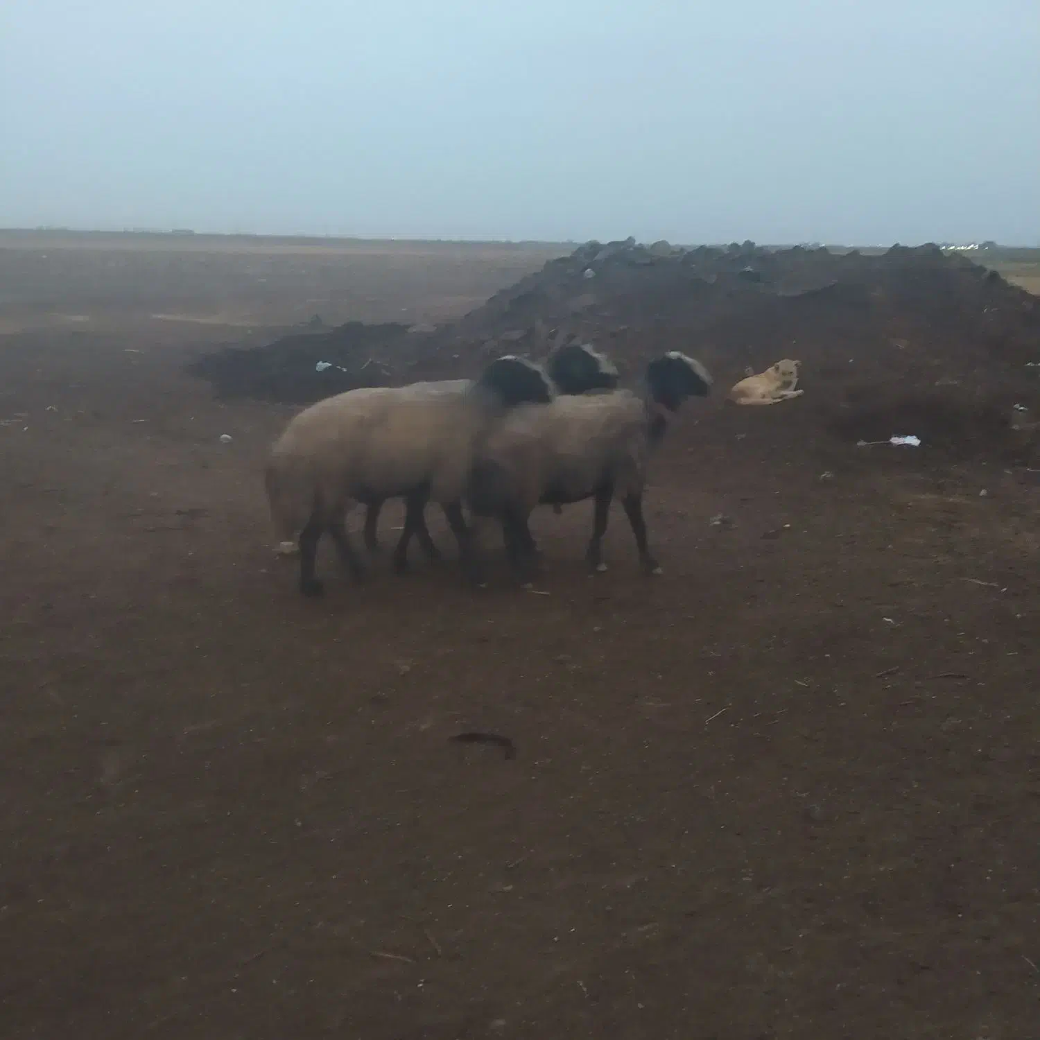 قوچ شال|حیوانات مزرعه|دشتابی, |دیوار