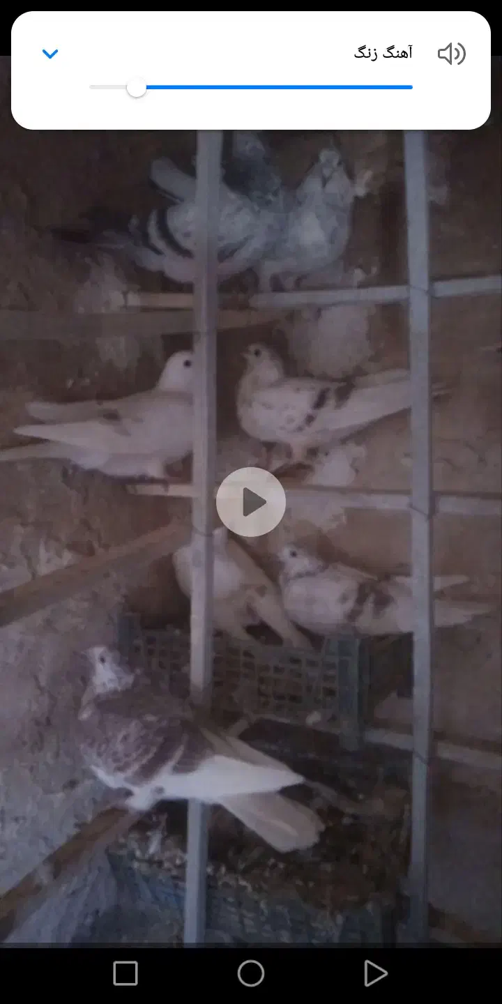 سلام سار ابقون فروشی|پرنده|تربتحیدریه, مسجد جامع|دیوار