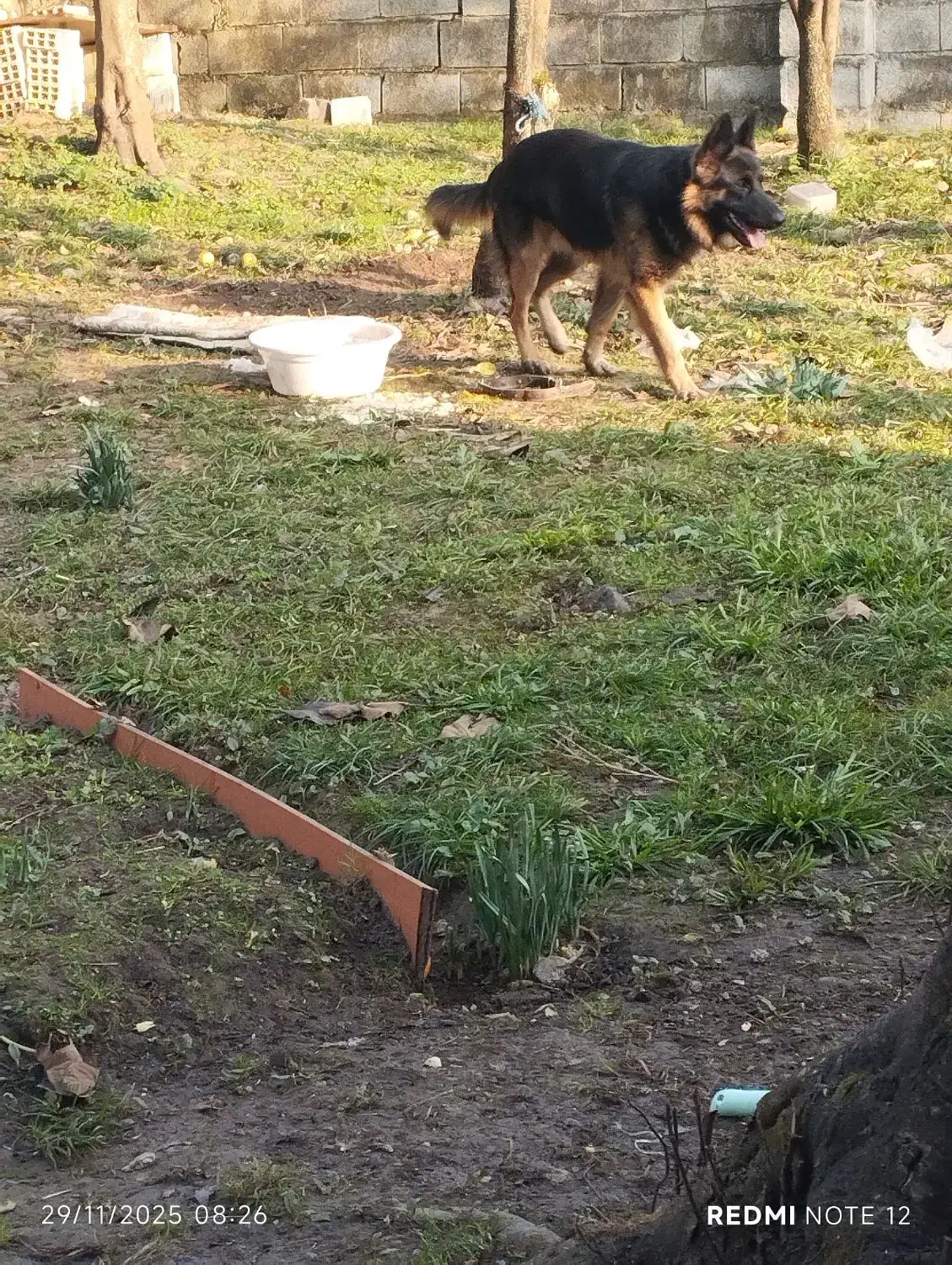 ژرمن شیپر|سگ|خرمآباد (تنکابن), |دیوار