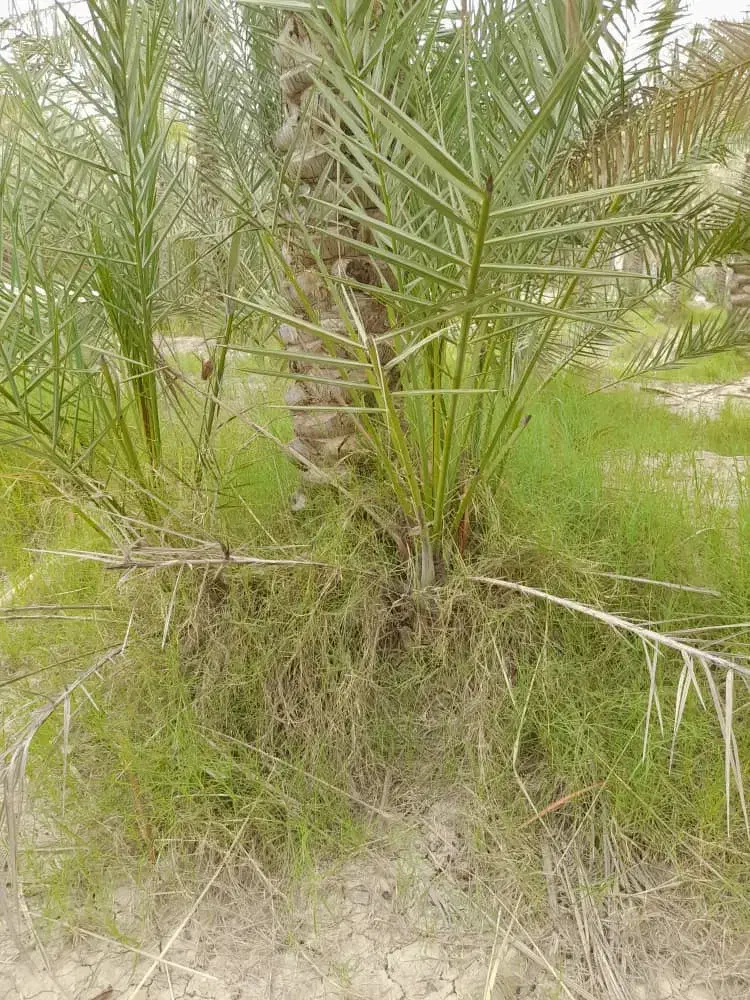 پاجوش نخل|گل و گیاه طبیعی|اهرم, |دیوار