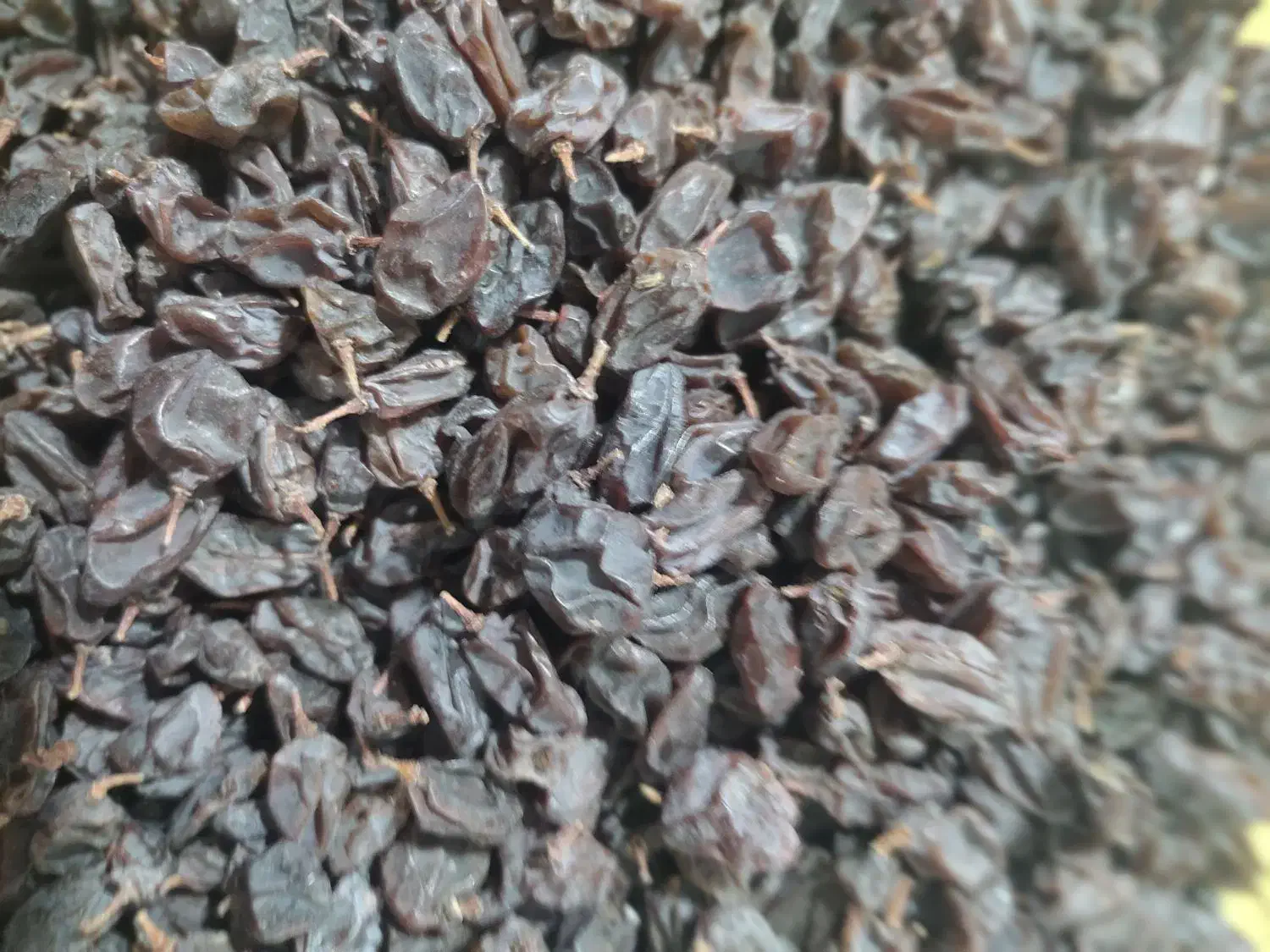 فروش کشمش آفتابی بدون هسته عسکری|خوردنی و آشامیدنی|شیراز, تاچارا|دیوار