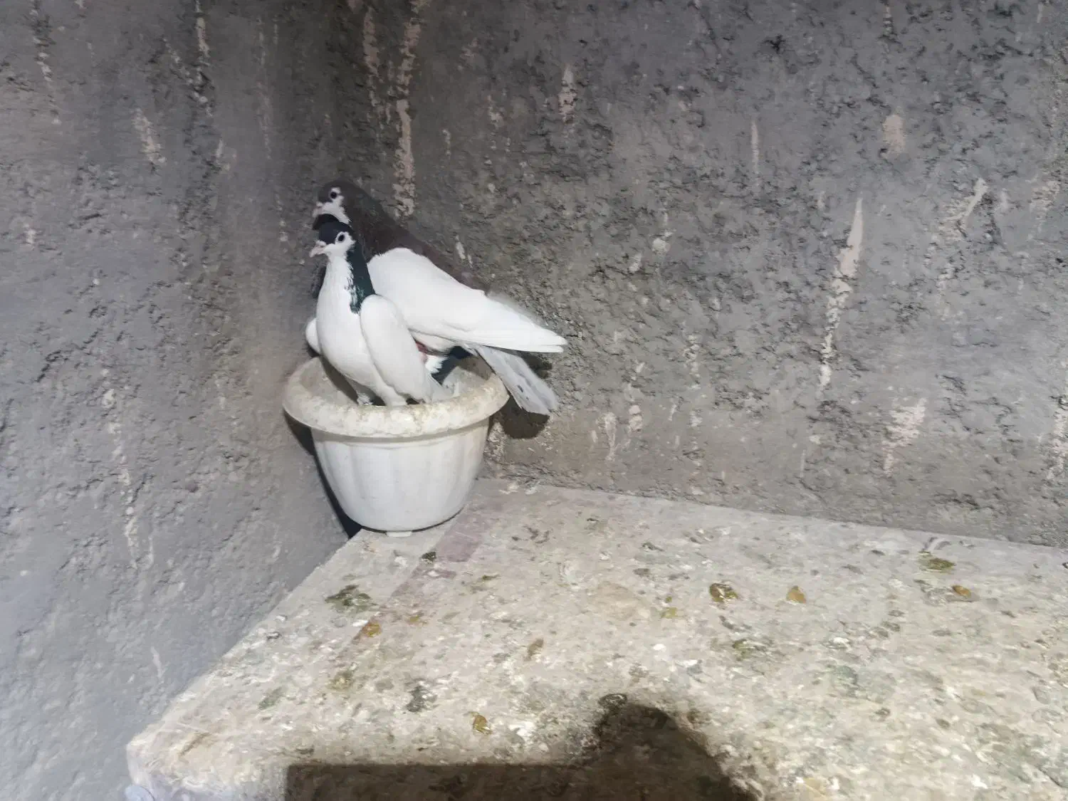 کفتر جفت گاه|پرنده|چناران, |دیوار