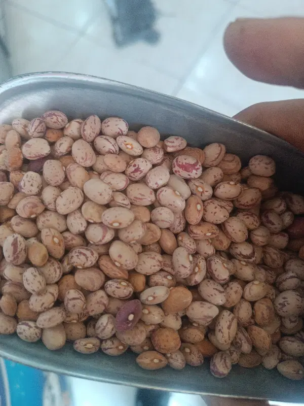 لوبیا چیتی|خوردنی و آشامیدنی|شیراز, شهرک سراج|دیوار