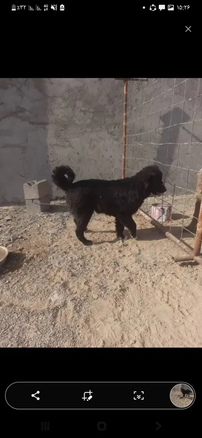 واگذاری توله نرقدرجونی|سگ|جرقویه, |دیوار