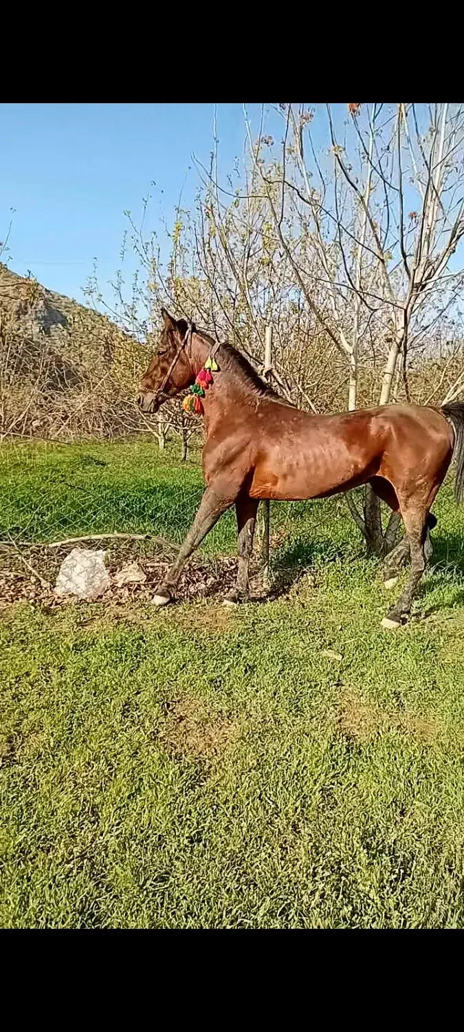 اسب|اسب و تجهیزات اسب‌سواری|دورود, |دیوار